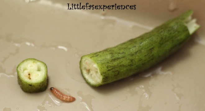 bichinho legumes quiabo limpeza alimentos