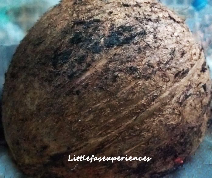 coco littlefasexperiences